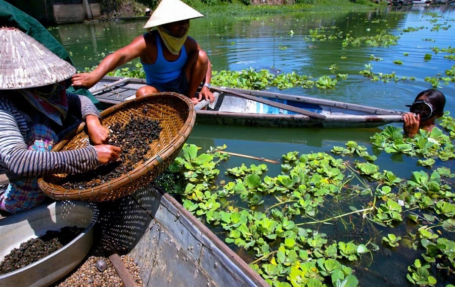 Giải mã giấc mơ nhìn thấy con hến thì người chơi nên đánh con số nào?